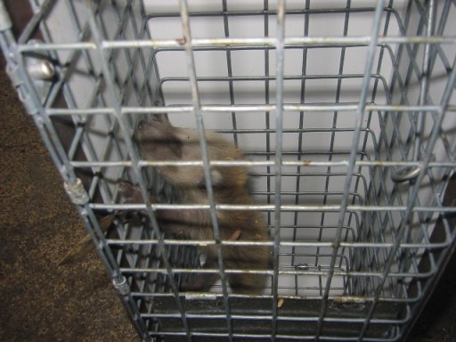 raccoon 1.jpg
