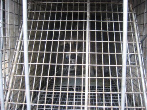 raccoon 3.jpg