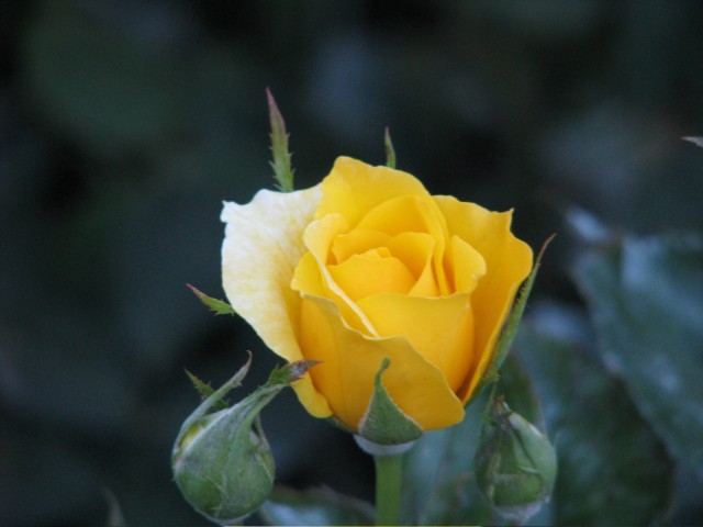IMG_1951.jpg