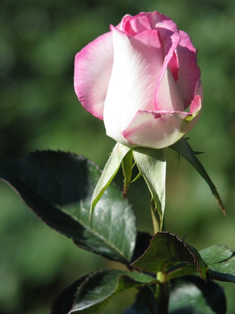 IMG_1997.jpg