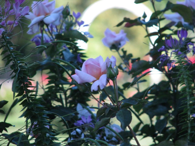 IMG_2026.jpg