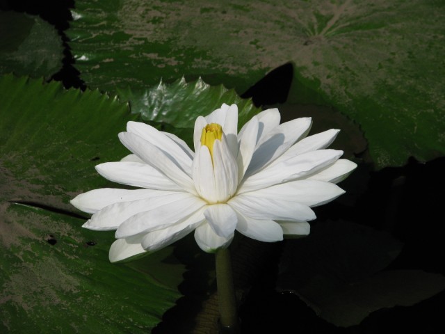 IMG_4293.jpg