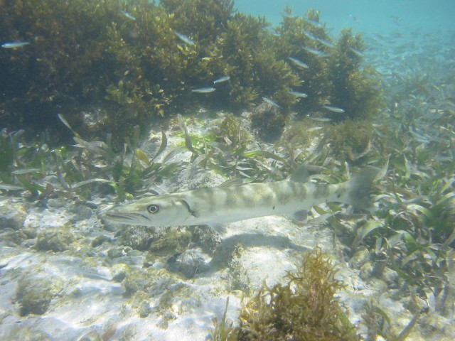IMG_0705.jpg