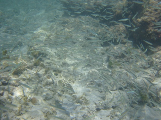 IMG_0729.jpg