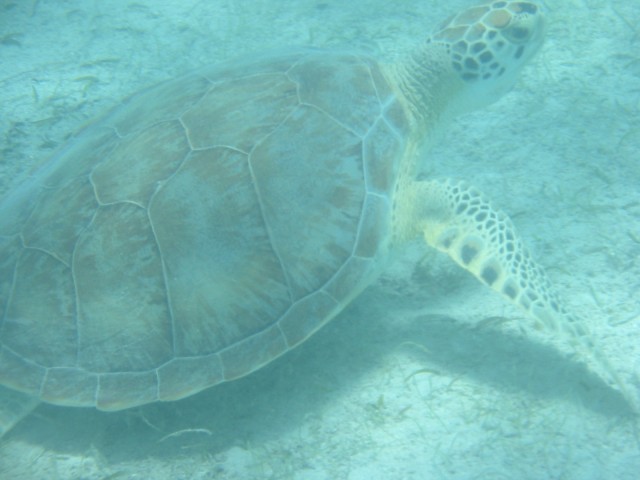 IMG_0908.jpg