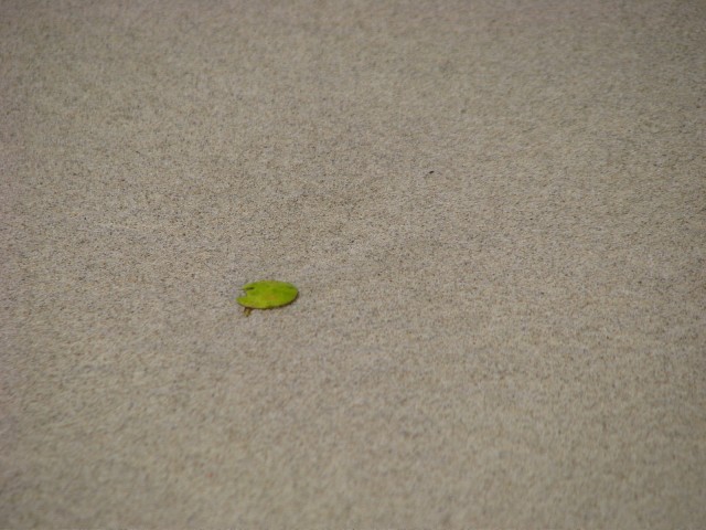 IMG_5665.jpg