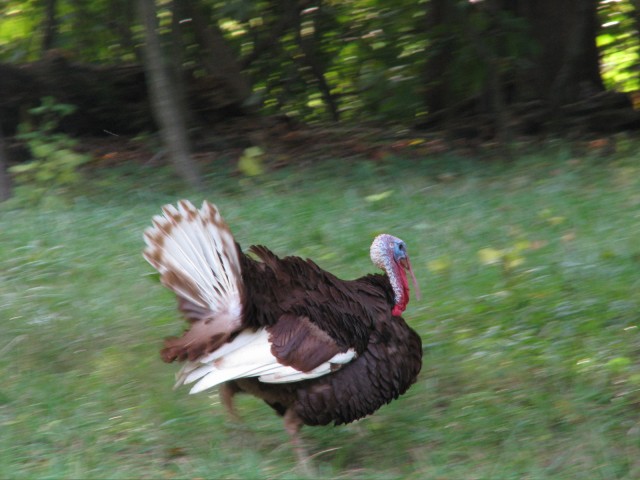 IMG_7630.jpg